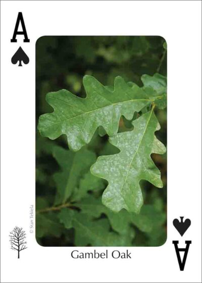 Trees of the Southwest Playing Cards - Image 2