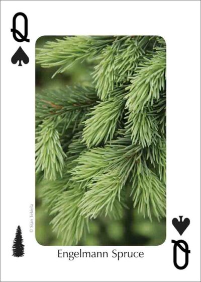 Trees of the Southwest Playing Cards - Image 3