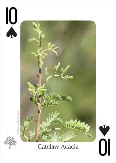 Trees of the Southwest Playing Cards - Image 4
