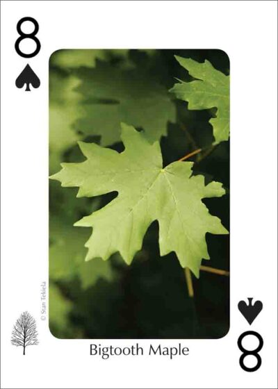 Trees of the Southwest Playing Cards - Image 5