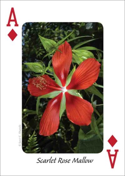 Wildflowers of the Southeast Playing Cards - Image 2