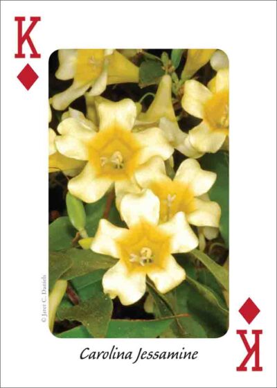 Wildflowers of the Southeast Playing Cards - Image 3