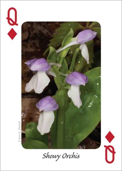Wildflowers of the Southeast Playing Cards - Image 4