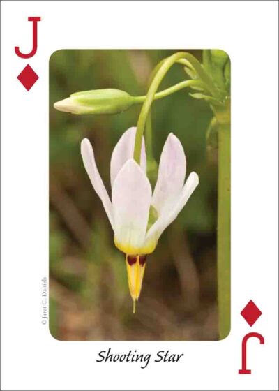 Wildflowers of the Southeast Playing Cards - Image 5