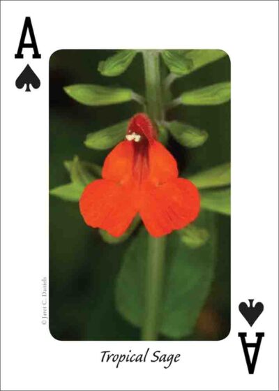 Wildflowers of the Gulf Coast Playing Cards - Image 2