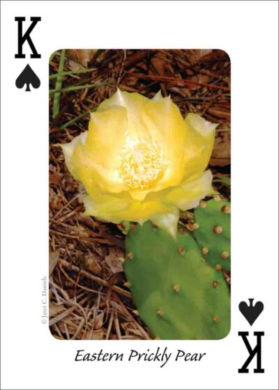 Wildflowers of the Gulf Coast Playing Cards - Image 3
