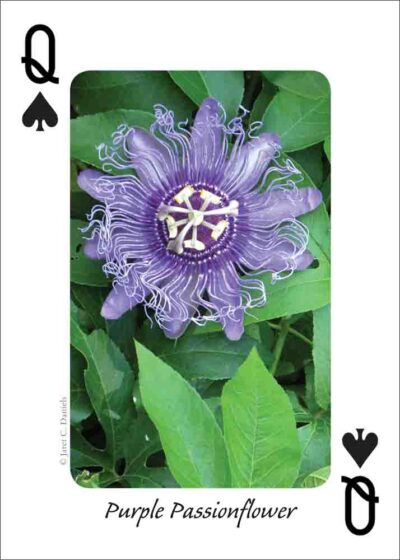 Wildflowers of the Gulf Coast Playing Cards - Image 4