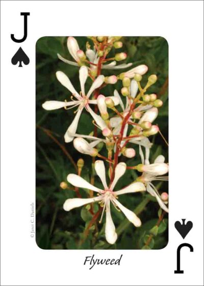 Wildflowers of the Gulf Coast Playing Cards - Image 5