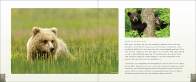 Bears - Image 2