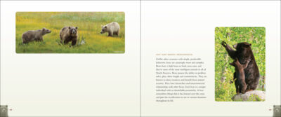 Bears - Image 3