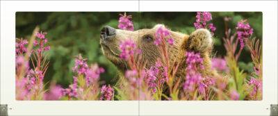 Bears - Image 4