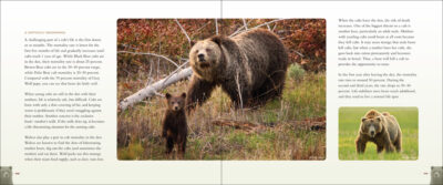 Bears - Image 5