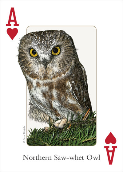 Birds of the Northeast Playing Cards - Image 2