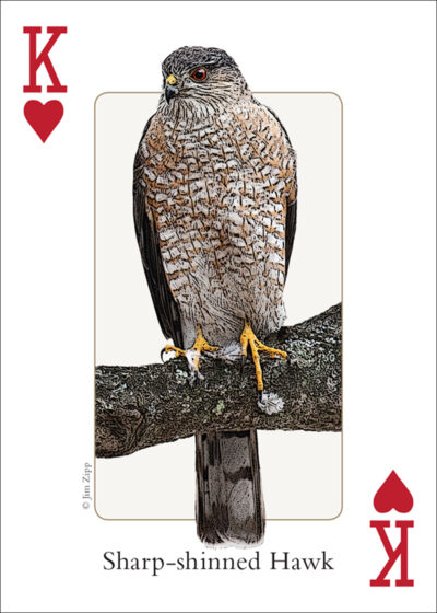 Birds of the Northeast Playing Cards - Image 3