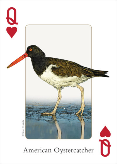Birds of the Northeast Playing Cards - Image 4