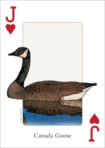 Birds of the Northeast Playing Cards - Image 5