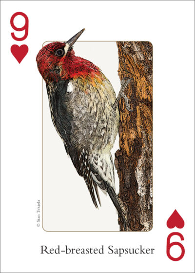 Birds of the Northwest Playing Cards - Image 2