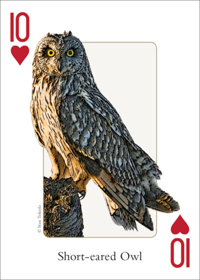 Birds of the Northwest Playing Cards - Image 3