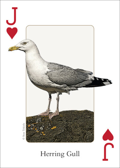 Birds of the Northwest Playing Cards - Image 4