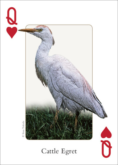 Birds of the Northwest Playing Cards - Image 5