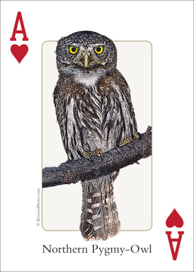 Birds of the Rocky Mountains Playing Cards - Image 2