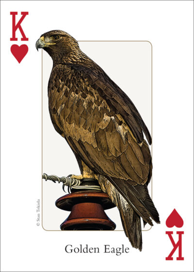 Birds of the Rocky Mountains Playing Cards - Image 3