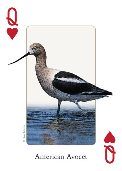Birds of the Rocky Mountains Playing Cards - Image 4