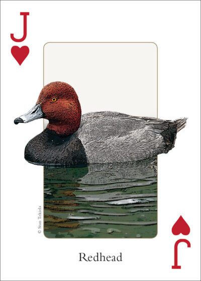 Birds of the Rocky Mountains Playing Cards - Image 5
