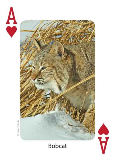 Mammals of the Northeast Playing Cards - Image 2
