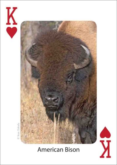 Mammals of the Northeast Playing Cards - Image 3