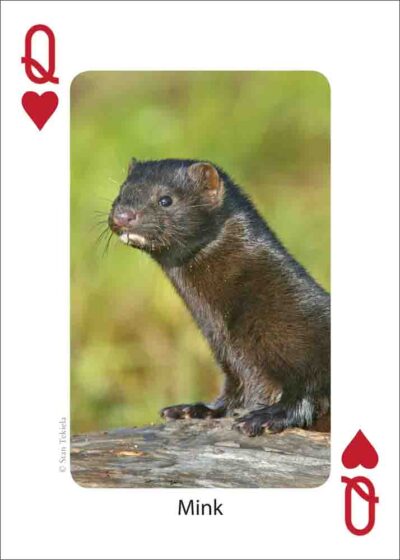 Mammals of the Northeast Playing Cards - Image 4