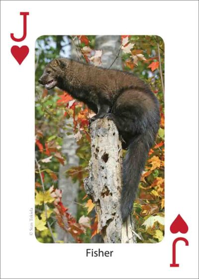 Mammals of the Northeast Playing Cards - Image 5