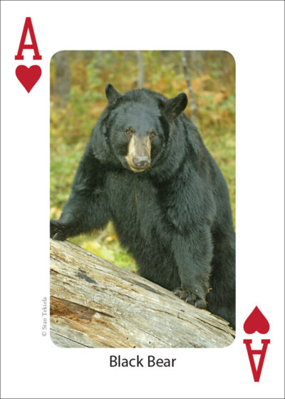 Mammals of the Northwest Playing Cards - Image 2