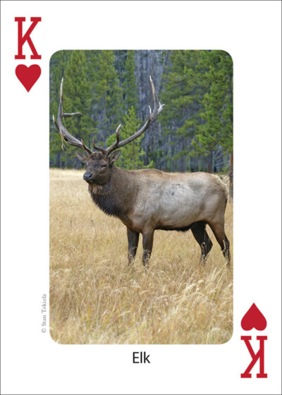 Mammals of the Northwest Playing Cards - Image 3