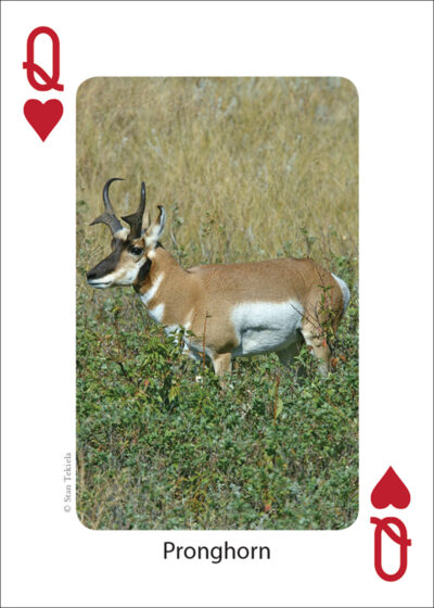 Mammals of the Northwest Playing Cards - Image 4