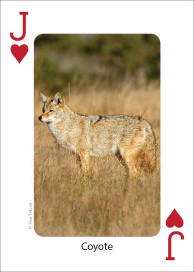 Mammals of the Northwest Playing Cards - Image 5