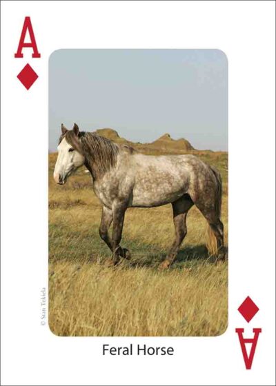Mammals of the Rocky Mountains Playing Cards - Image 2
