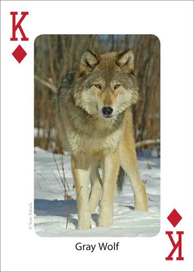 Mammals of the Rocky Mountains Playing Cards - Image 3