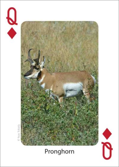 Mammals of the Rocky Mountains Playing Cards - Image 4