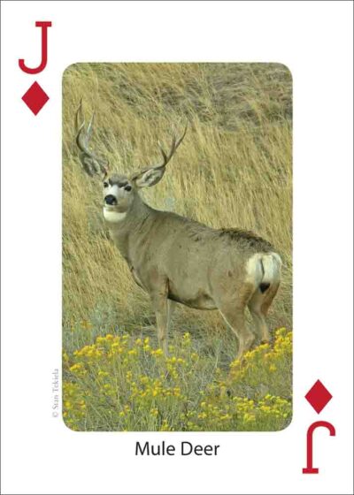 Mammals of the Rocky Mountains Playing Cards - Image 5