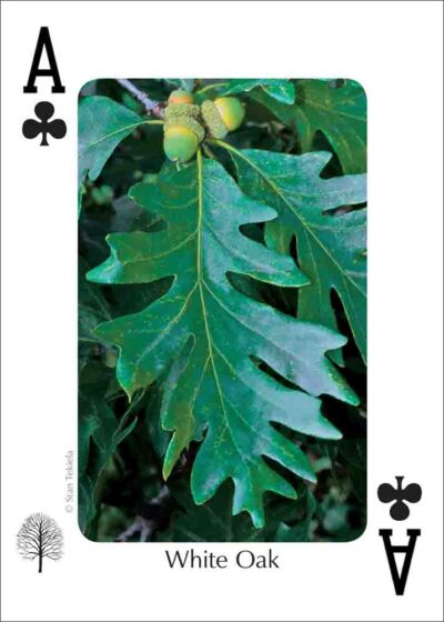 Trees of the Northeast Playing Cards - Image 2