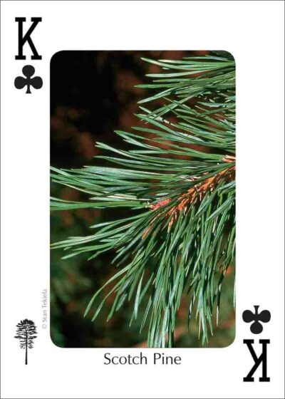 Trees of the Northeast Playing Cards - Image 3