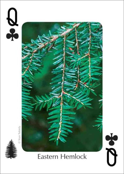 Trees of the Northeast Playing Cards - Image 4
