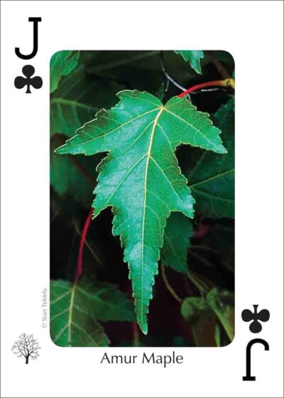 Trees of the Northeast Playing Cards - Image 5