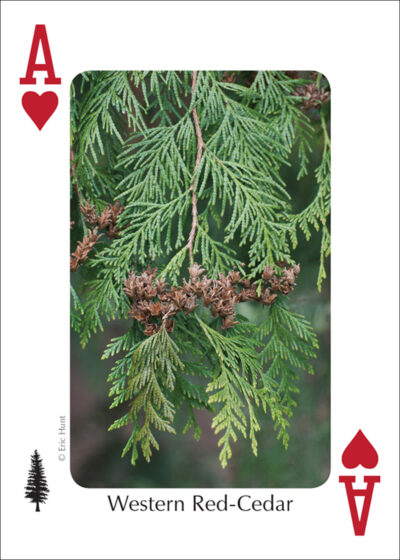 Trees of the Northwest Playing Cards - Image 2