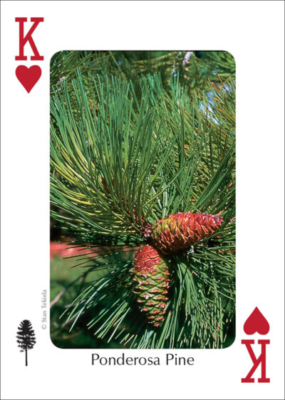 Trees of the Northwest Playing Cards - Image 3