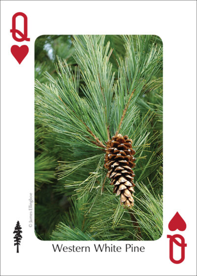 Trees of the Northwest Playing Cards - Image 4