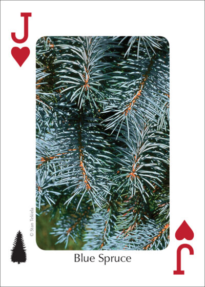 Trees of the Northwest Playing Cards - Image 5