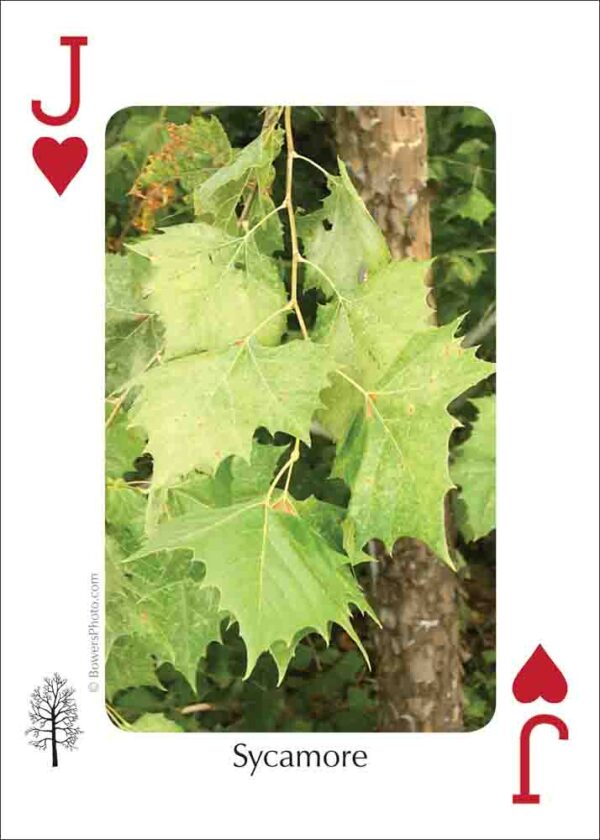 Trees of the Rocky Mountains Playing Cards - Image 2