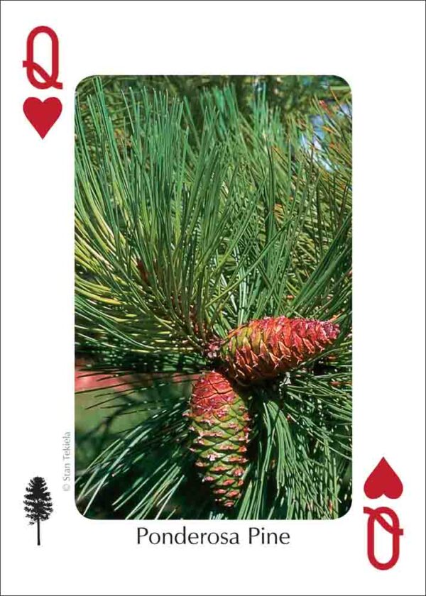 Trees of the Rocky Mountains Playing Cards - Image 3